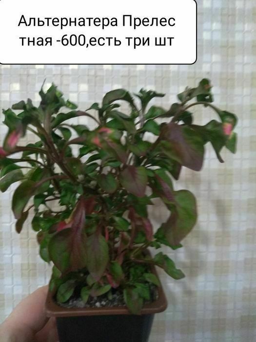 Продам комнатные растения