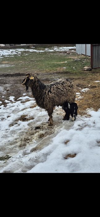 Ешкі лағымен сатылады-Коза с козлятами продается