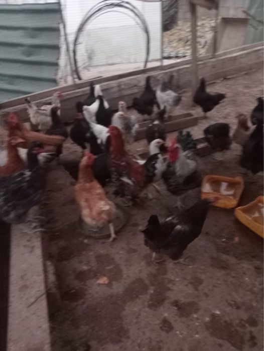 Тауық сатыладыыы