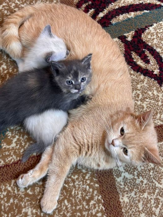 Отдам котят в добрые руки