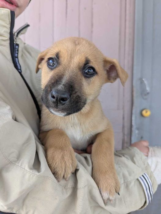 Щенки стафорда в дом