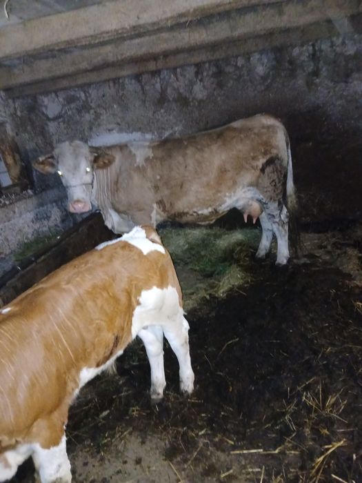 Vaca cu vitel de vanzare