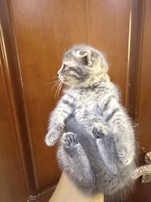 Котенок Русско голубой