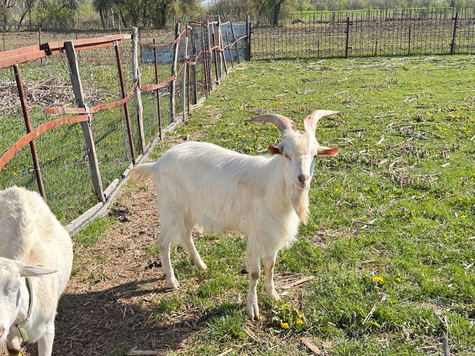 Vând țap Saen 3ani sau 1 an