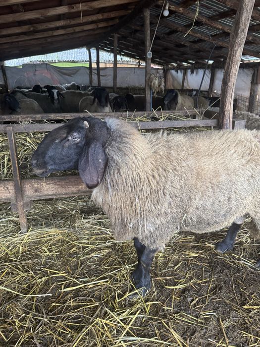 Vand berbec carabaș