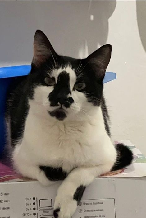 СРОЧНО Отдам в хорошие руки кота мальчика