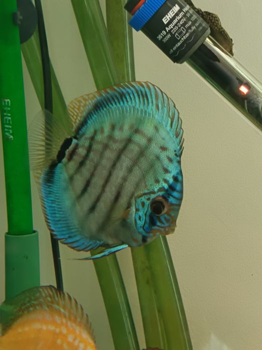 Discus Oradea 150Ron