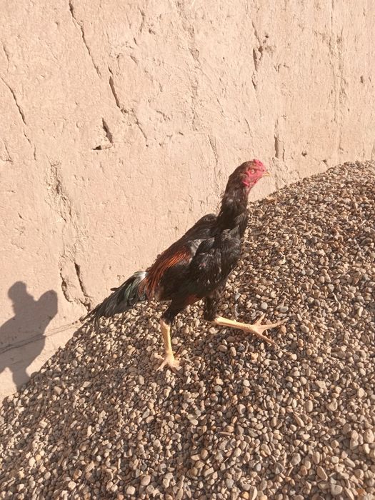 Jojani tozasi 6 oylik