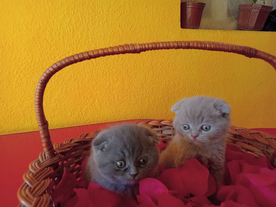 Шотландские котята