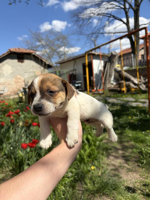 Джак ръсел териер