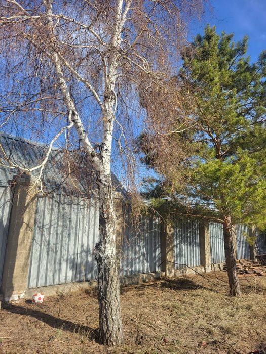 Деревья, сосны и березы