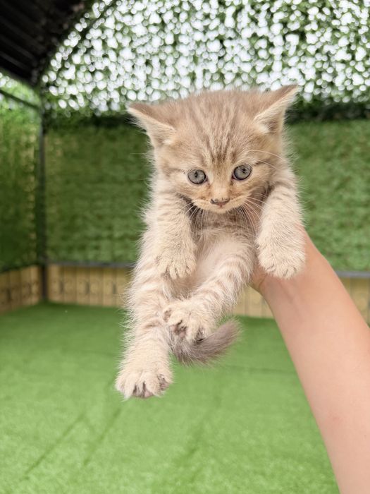 Шотландский кошки