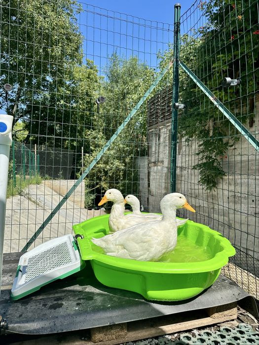 Vand familie de rate Pekin 3+1