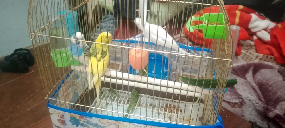 Продаю попугай хороший