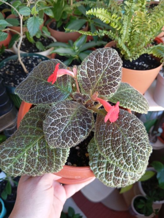 Продам комнатные растения