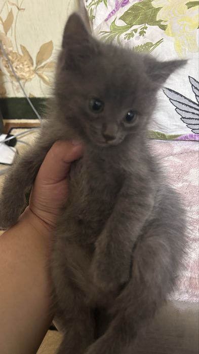 Отдам в добрые руки котенка