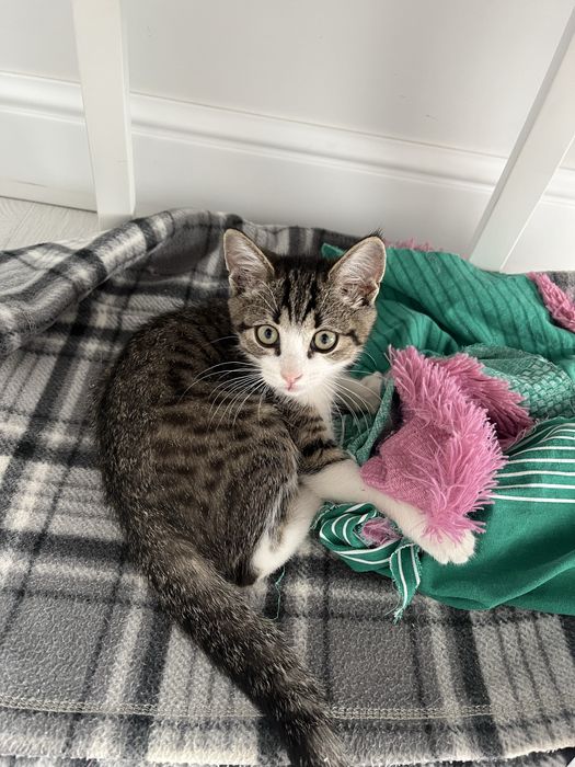 Котенок          .