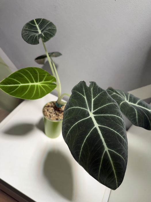 Алоказии разные