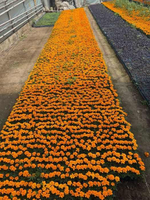 Bananza gul, Gul ko’chatlari, Gul ko’chatlar. Гул кучат, Цветы. Гуллар