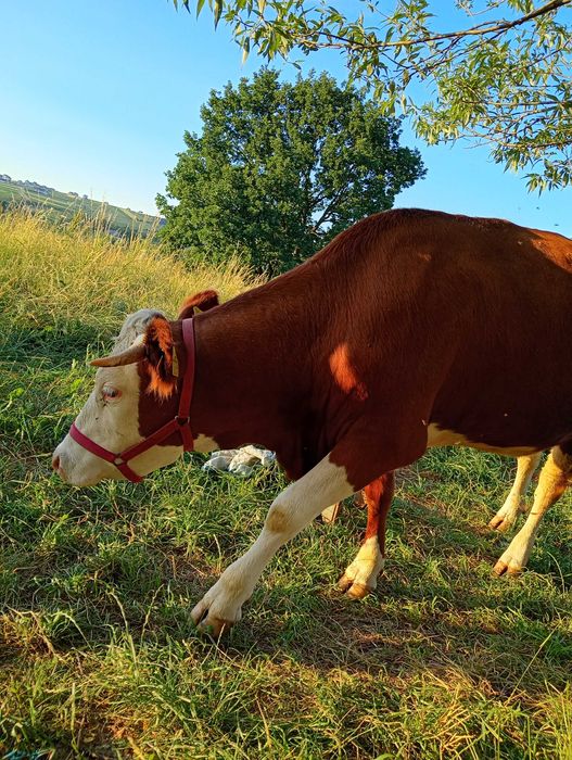 Vacă vălțată gestantă în 6 luni, la a doua fătare