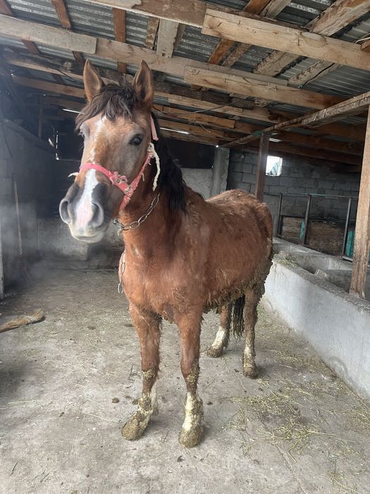 Бие сатыладыы бордакы