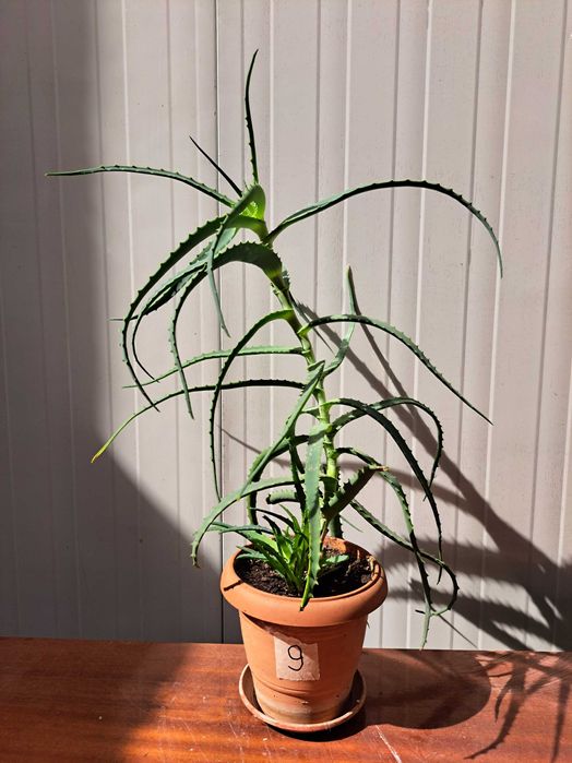 Продавам растение Алое (Aloe Аrborescens) в саксия