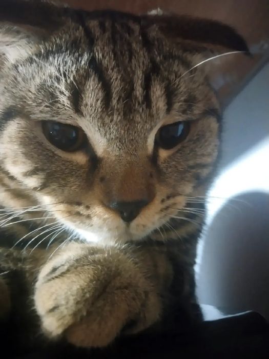Отдам Даром Кота