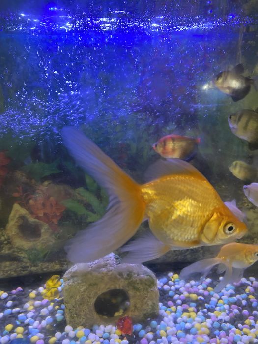 Продам золотую рыбу.