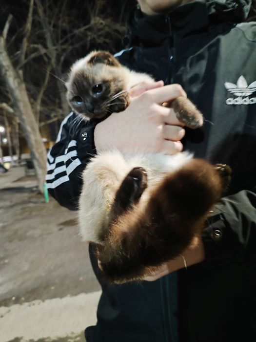 Срочно!!маленькая кошечка ищет дом!!!