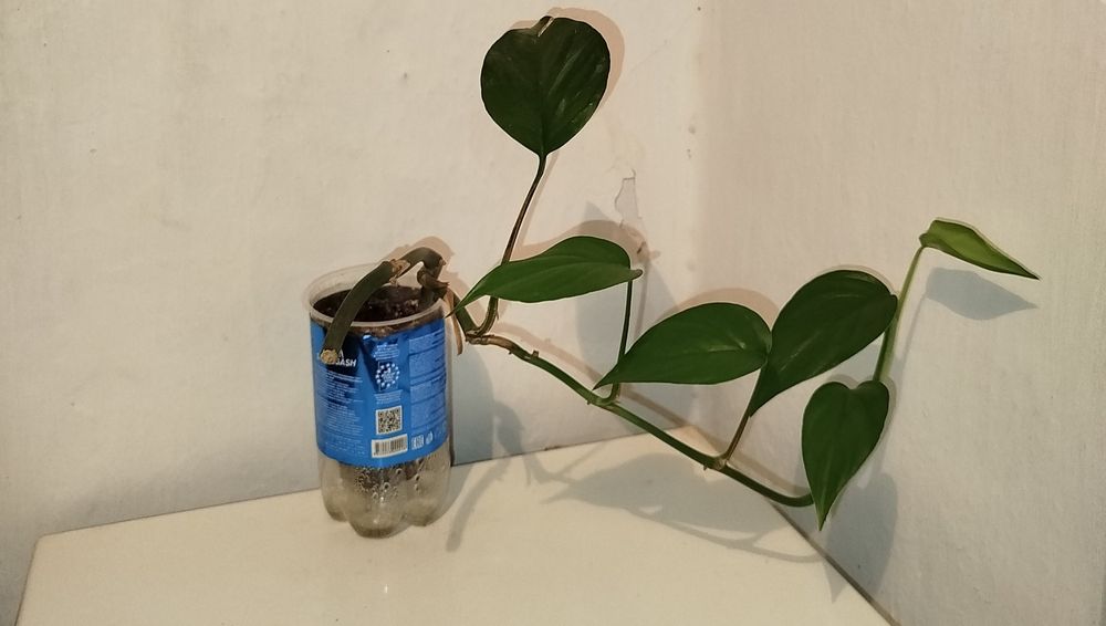 Каланхоэ цветущий, доллар и другие