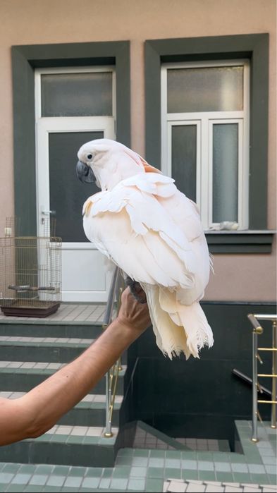 To’ti Popugay  kakadu malokski ruchnoy sotiladi