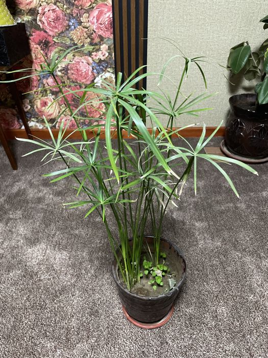 Комнатные растения