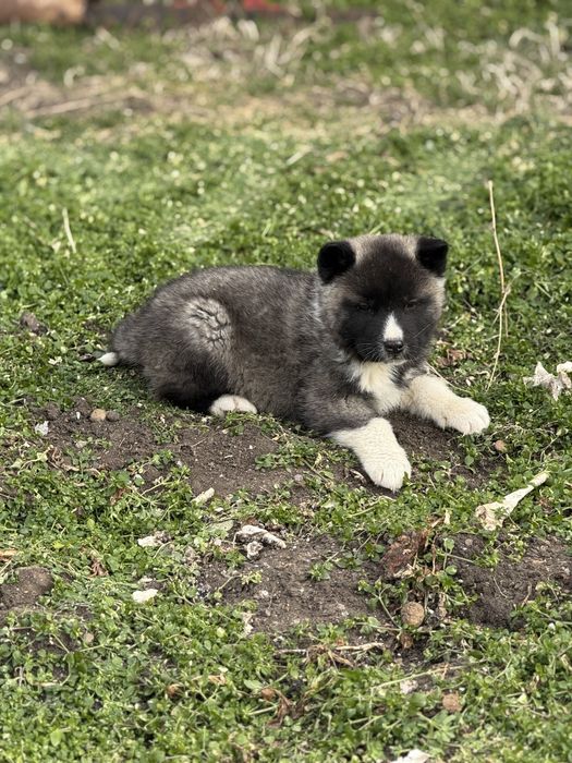 Америкаска акита кученца мъжки и женски