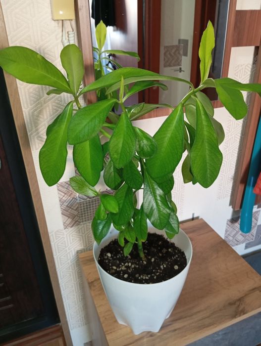 Продам растения для дома