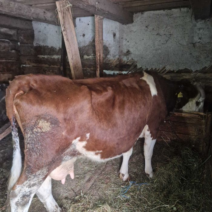 Vand vacă cu vițel