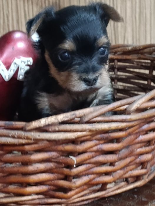 Мини мальчик Йоркширский терьер