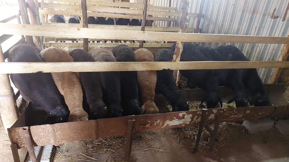 Qo'chqorlar sotiladi