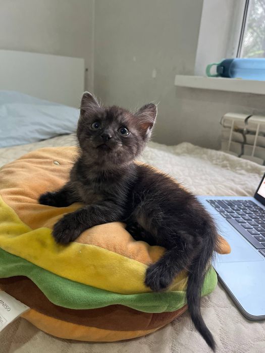 Котята чистые, игривые, ласковые