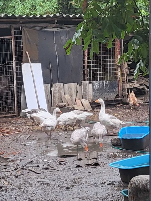 Gâște și rațe de vânzare