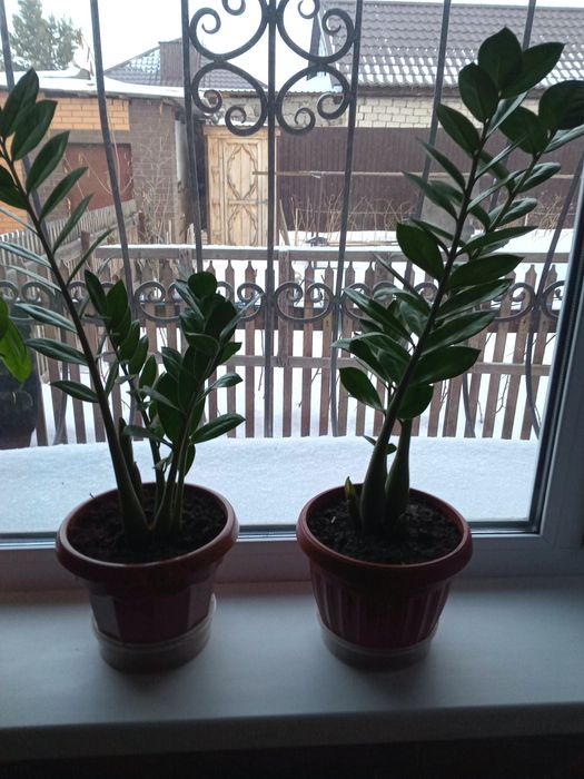 Цветок долларовое дерево