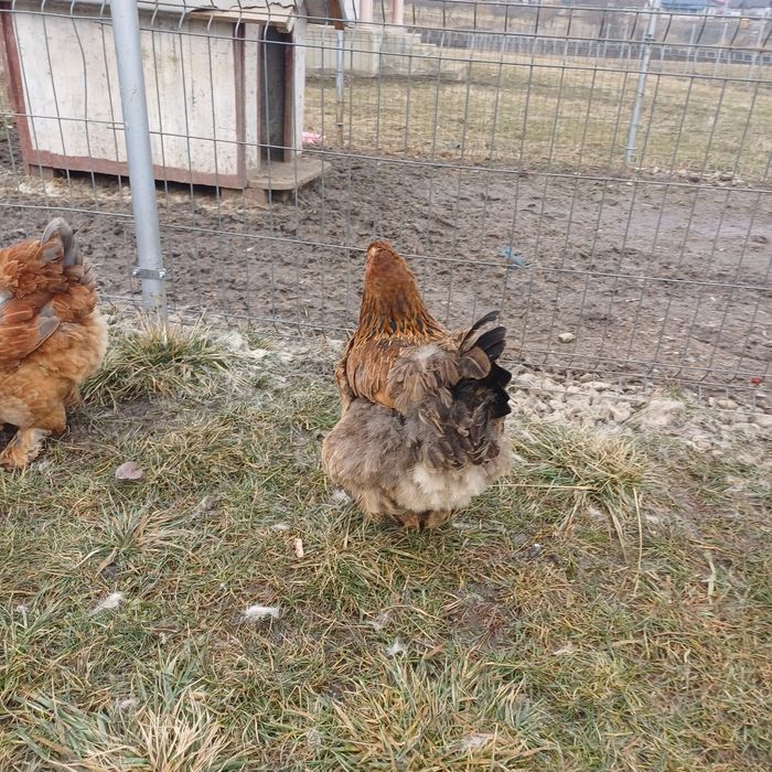 Brahma - oua pentru incubat