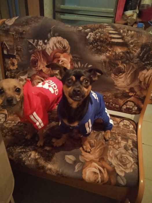 Продам щенков русский той терьер