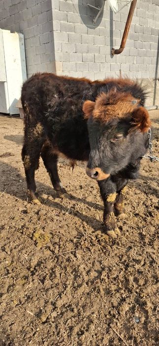 Бұқа сатылады еркек