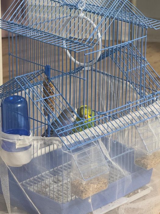 Продам двух попугаев с клеткой