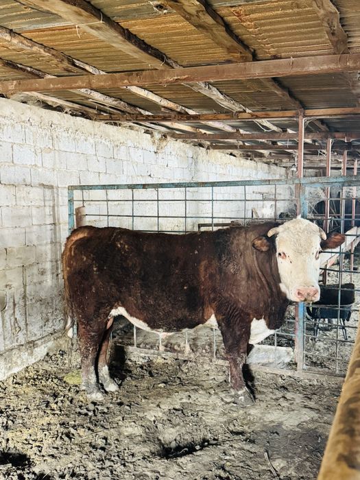 Буқа сатылады Герофорт