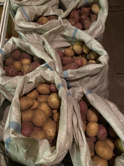 Продаю дачный картофель