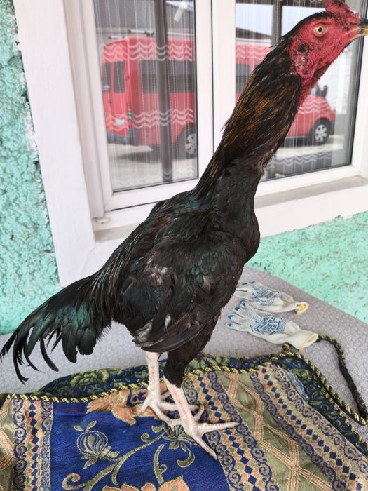 Продаются яйца от дакана