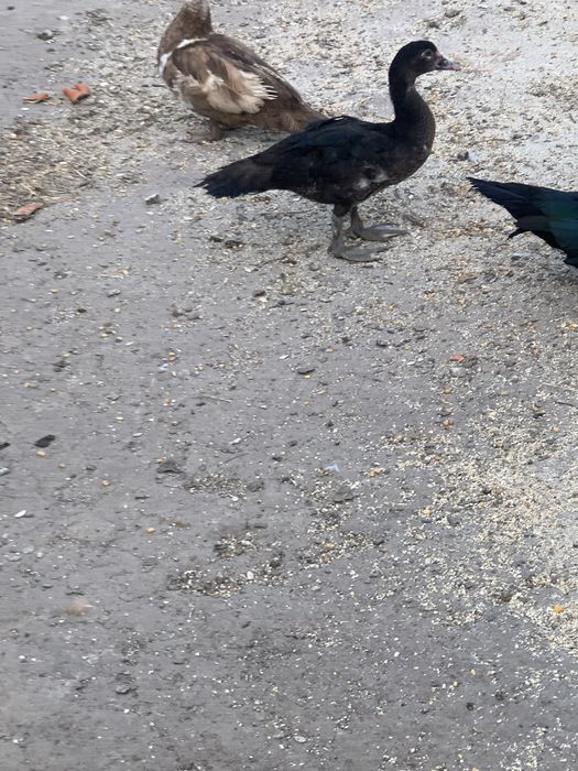Vand sau schimb ratoi mut
