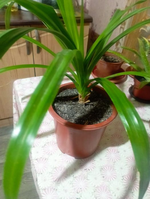 Домашние цветы не требующие пересадки