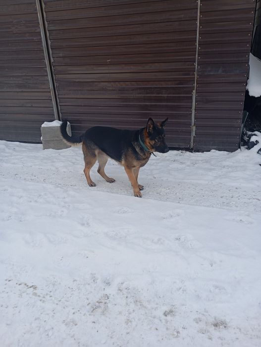 Продаю немецких овчарок